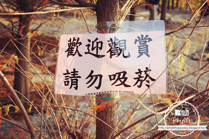 【泰安落羽松】后里泰安羽粼落羽松|后里落羽松私房景點|台中景點|超好拍超夢幻 - 第10張圖 【泰安落羽松】后里泰安羽粼落羽松|后里落羽松私房景點|台中景點|超好拍超夢幻