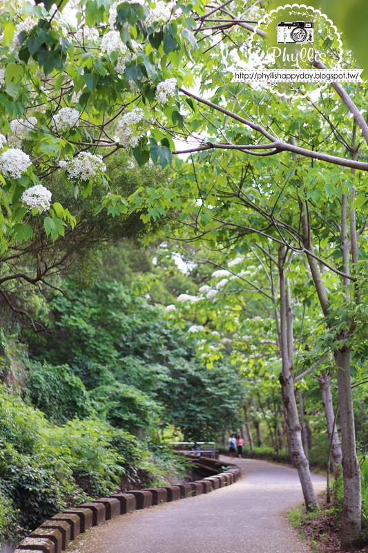 【永豐六分桐花步道】夢幻四月雪｜油桐花都開好了｜一起賞桐花趣｜台中油桐花｜台中景點｜油桐花秘境