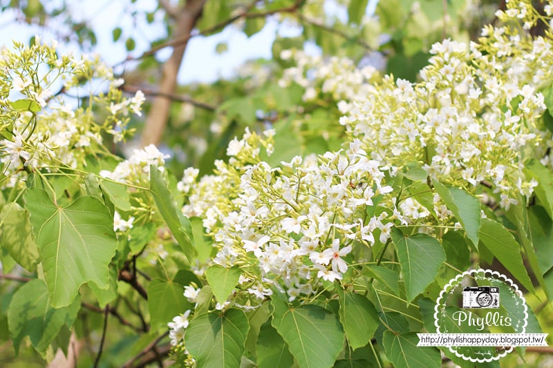 【永豐六分桐花步道】夢幻四月雪｜油桐花都開好了｜一起賞桐花趣｜台中油桐花｜台中景點｜油桐花秘境