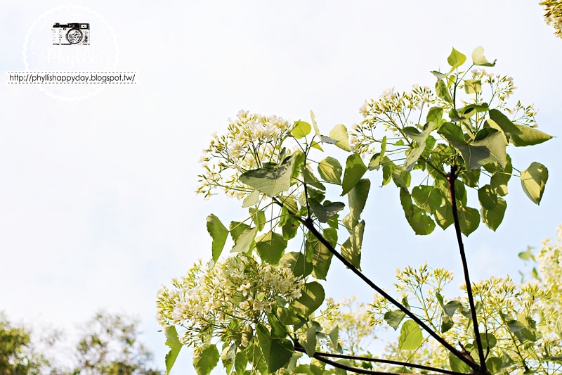 【永豐六分桐花步道】夢幻四月雪｜油桐花都開好了｜一起賞桐花趣｜台中油桐花｜台中景點｜油桐花秘境