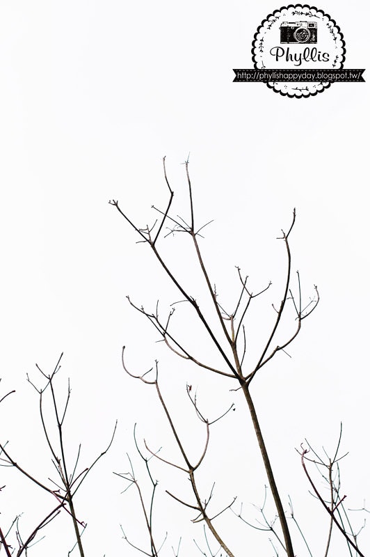 【永豐六分桐花步道】夢幻四月雪｜油桐花都開好了｜一起賞桐花趣｜台中油桐花｜台中景點｜油桐花秘境