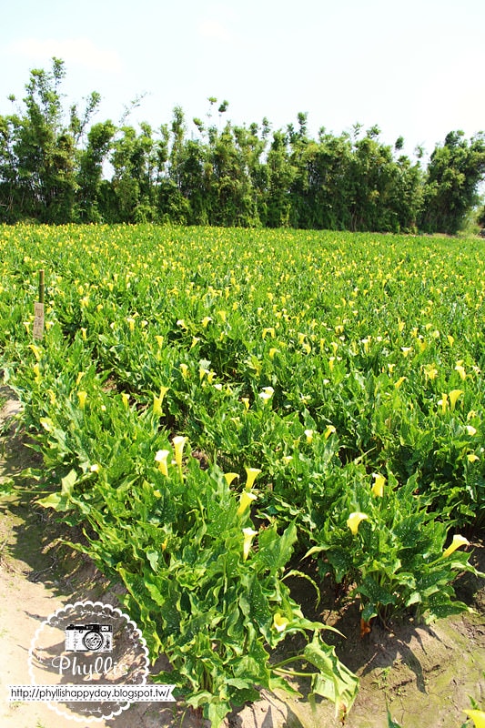 【外埔黃金海芋花田】黃色海芋花田大盛開｜外埔私房景點｜外埔秘境｜外埔海芋花海/花田｜台中免費景點
