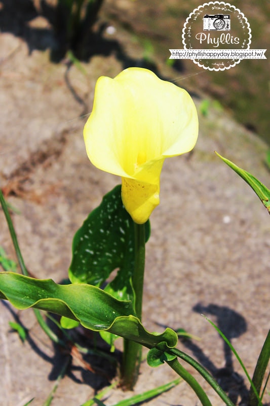 【外埔黃金海芋花田】黃色海芋花田大盛開｜外埔私房景點｜外埔秘境｜外埔海芋花海/花田｜台中免費景點