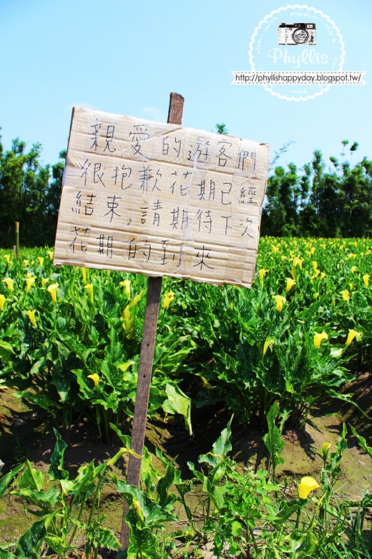 【外埔黃金海芋花田】黃色海芋花田大盛開｜外埔私房景點｜外埔秘境｜外埔海芋花海/花田｜台中免費景點