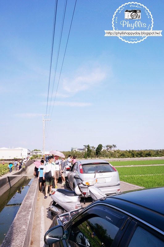 【外埔黃金海芋田】外埔祕境｜黃色海芋花田｜台中竹子湖｜外埔景點推薦｜免費拍照打卡
