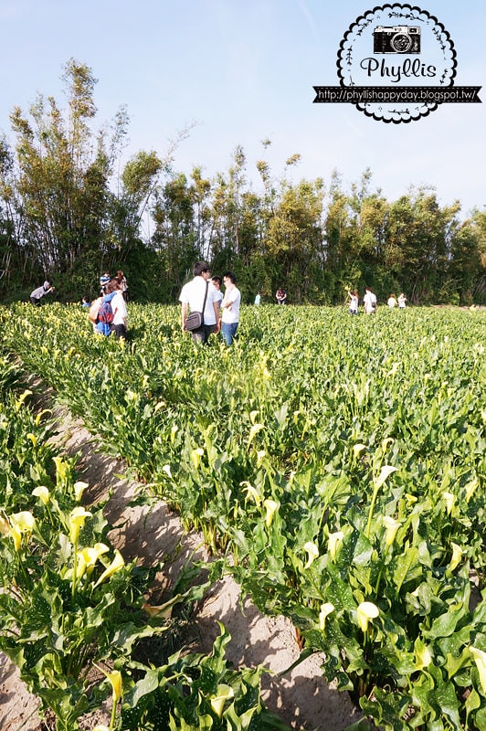 【外埔黃金海芋田】外埔祕境｜黃色海芋花田｜台中竹子湖｜外埔景點推薦｜免費拍照打卡