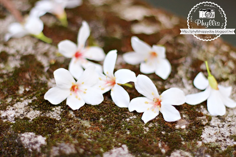 【永豐六分桐花步道】夢幻四月雪｜油桐花都開好了｜一起賞桐花趣｜台中油桐花｜台中景點｜油桐花秘境