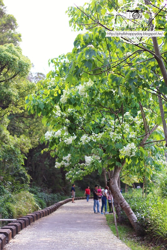 【永豐六分桐花步道】夢幻四月雪｜油桐花都開好了｜一起賞桐花趣｜台中油桐花｜台中景點｜油桐花秘境