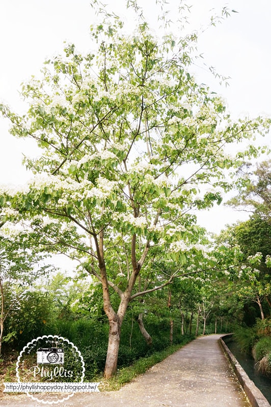 【永豐六分桐花步道】夢幻四月雪｜油桐花都開好了｜一起賞桐花趣｜台中油桐花｜台中景點｜油桐花秘境