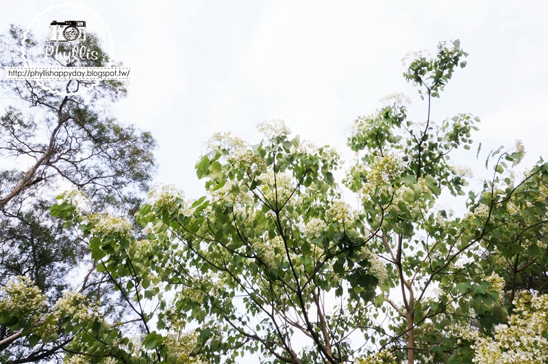 【永豐六分桐花步道】夢幻四月雪｜油桐花都開好了｜一起賞桐花趣｜台中油桐花｜台中景點｜油桐花秘境