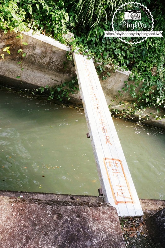 【永豐六分桐花步道】夢幻四月雪｜油桐花都開好了｜一起賞桐花趣｜台中油桐花｜台中景點｜油桐花秘境