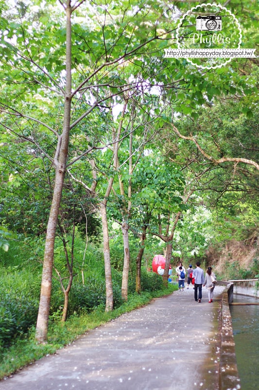 【永豐六分桐花步道】夢幻四月雪｜油桐花都開好了｜一起賞桐花趣｜台中油桐花｜台中景點｜油桐花秘境