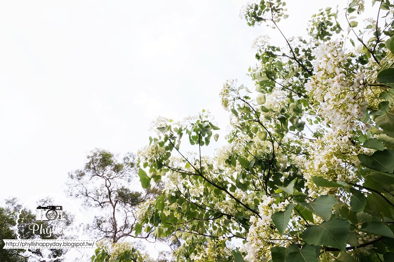【永豐六分桐花步道】夢幻四月雪｜油桐花都開好了｜一起賞桐花趣｜台中油桐花｜台中景點｜油桐花秘境