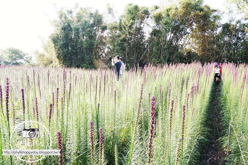 【繡線花田】外埔紫色浪漫花海｜就像薰衣草一樣夢幻｜外埔景點｜外埔繡線花｜台中景點