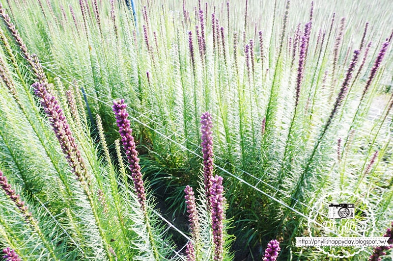 【繡線花田】外埔紫色浪漫花海｜就像薰衣草一樣夢幻｜外埔景點｜外埔繡線花｜台中景點