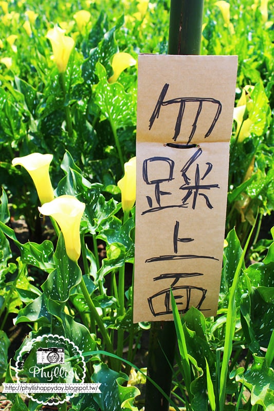 【外埔黃金海芋花田】黃色海芋花田大盛開｜外埔私房景點｜外埔秘境｜外埔海芋花海/花田｜台中免費景點
