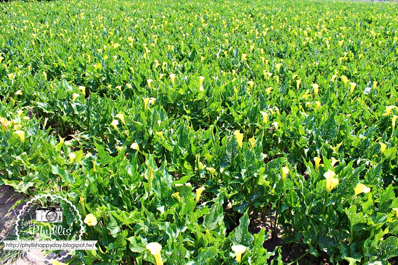 【外埔黃金海芋花田】黃色海芋花田大盛開｜外埔私房景點｜外埔秘境｜外埔海芋花海/花田｜台中免費景點