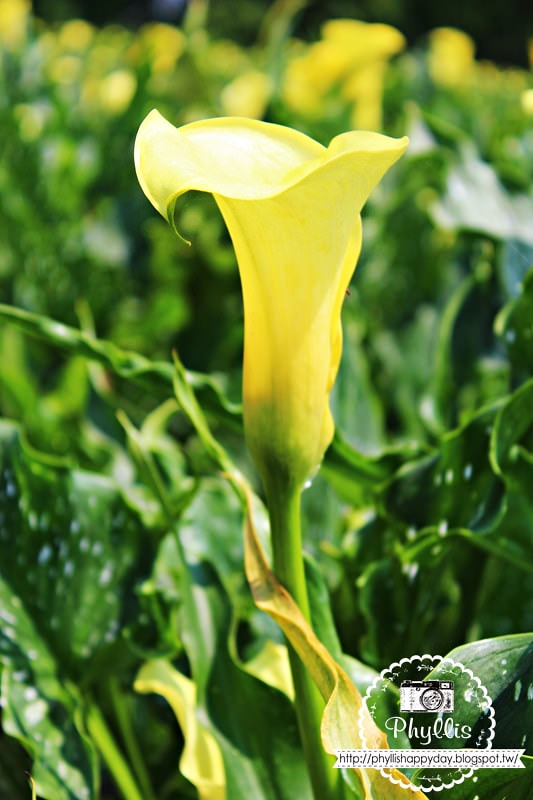 【外埔黃金海芋花田】黃色海芋花田大盛開｜外埔私房景點｜外埔秘境｜外埔海芋花海/花田｜台中免費景點