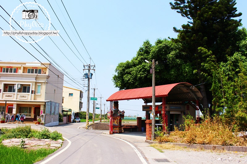 【外埔黃金海芋花田】黃色海芋花田大盛開｜外埔私房景點｜外埔秘境｜外埔海芋花海/花田｜台中免費景點