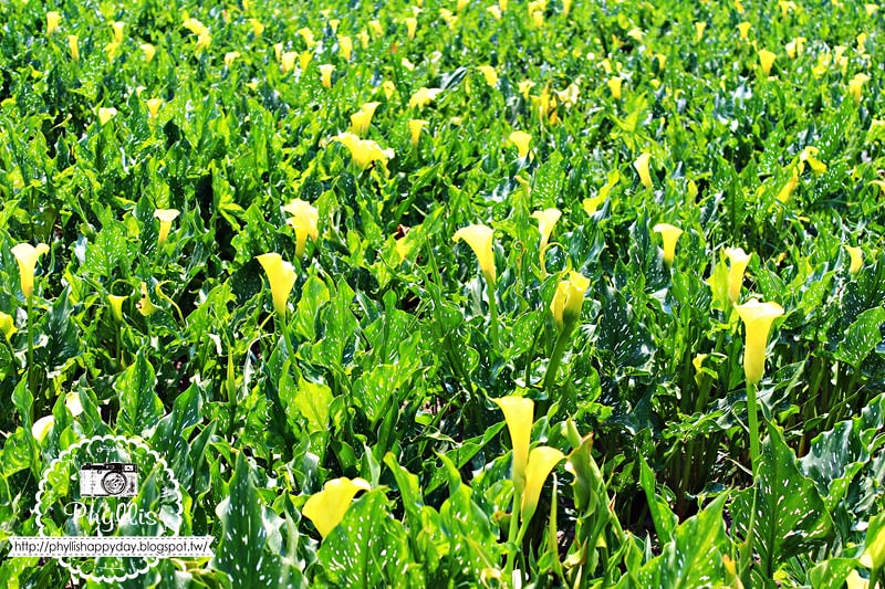 【外埔黃金海芋花田】黃色海芋花田大盛開｜外埔私房景點｜外埔秘境｜外埔海芋花海/花田｜台中免費景點