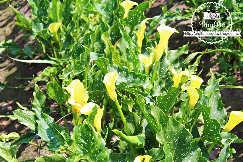 【外埔黃金海芋花田】黃色海芋花田大盛開｜外埔私房景點｜外埔秘境｜外埔海芋花海/花田｜台中免費景點