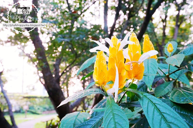【千樺花園餐廳】漫步在森林裡的約會日｜台中小陽明山｜台中新社景觀餐廳｜新社約會餐廳｜台中景點 (環境篇)