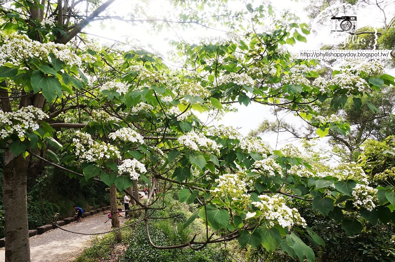 【永豐六分桐花步道】夢幻四月雪｜油桐花都開好了｜一起賞桐花趣｜台中油桐花｜台中景點｜油桐花秘境