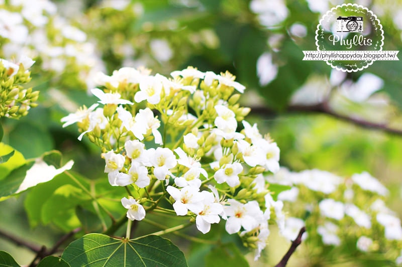 【永豐六分桐花步道】夢幻四月雪｜油桐花都開好了｜一起賞桐花趣｜台中油桐花｜台中景點｜油桐花秘境