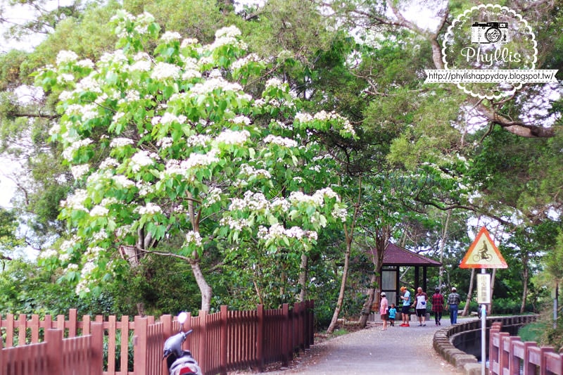 【永豐六分桐花步道】夢幻四月雪｜油桐花都開好了｜一起賞桐花趣｜台中油桐花｜台中景點｜油桐花秘境