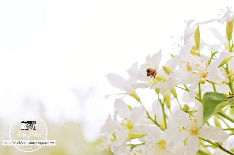 【永豐六分桐花步道】夢幻四月雪｜油桐花都開好了｜一起賞桐花趣｜台中油桐花｜台中景點｜油桐花秘境