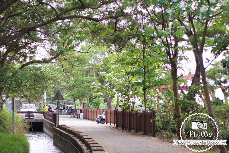 【永豐六分桐花步道】夢幻四月雪｜油桐花都開好了｜一起賞桐花趣｜台中油桐花｜台中景點｜油桐花秘境