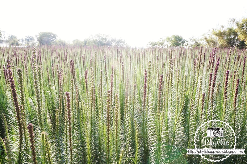 【繡線花田】外埔紫色浪漫花海｜就像薰衣草一樣夢幻｜外埔景點｜外埔繡線花｜台中景點