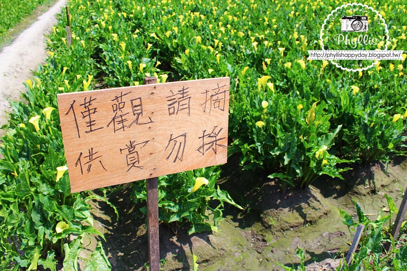 【外埔黃金海芋花田】黃色海芋花田大盛開｜外埔私房景點｜外埔秘境｜外埔海芋花海/花田｜台中免費景點
