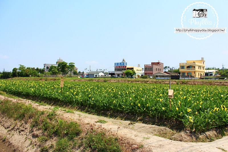 【外埔黃金海芋花田】黃色海芋花田大盛開｜外埔私房景點｜外埔秘境｜外埔海芋花海/花田｜台中免費景點