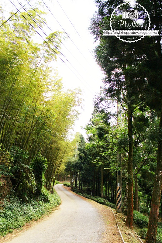【銀杏森林】南投景點｜大崙山茶園｜武岫農圃｜大崙山觀景臺｜迷路為了看美麗的茶園｜怎麼拍都很美｜鹿谷免費景點