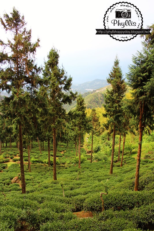 【銀杏森林】南投景點｜大崙山茶園｜武岫農圃｜大崙山觀景臺｜迷路為了看美麗的茶園｜怎麼拍都很美｜鹿谷免費景點
