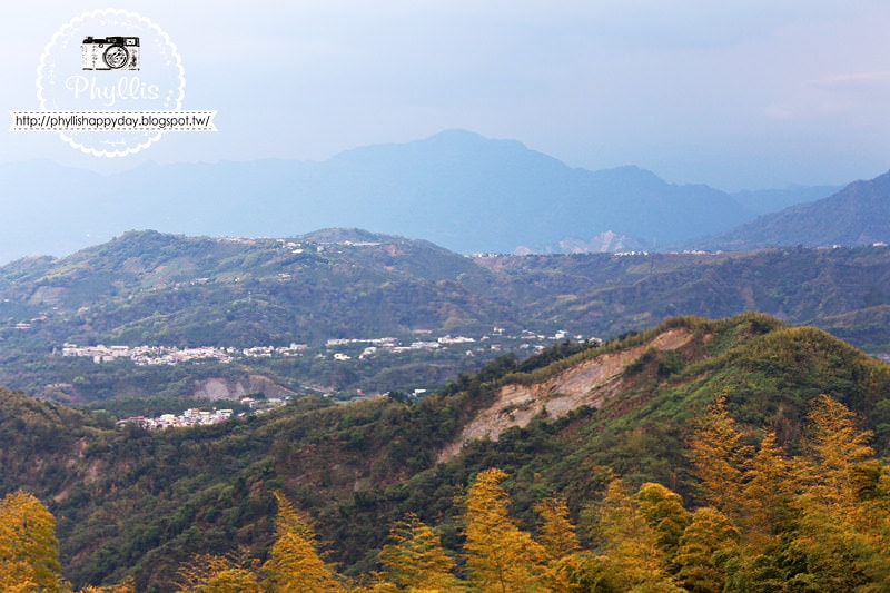 【銀杏森林】南投景點｜大崙山茶園｜武岫農圃｜大崙山觀景臺｜迷路為了看美麗的茶園｜怎麼拍都很美｜鹿谷免費景點