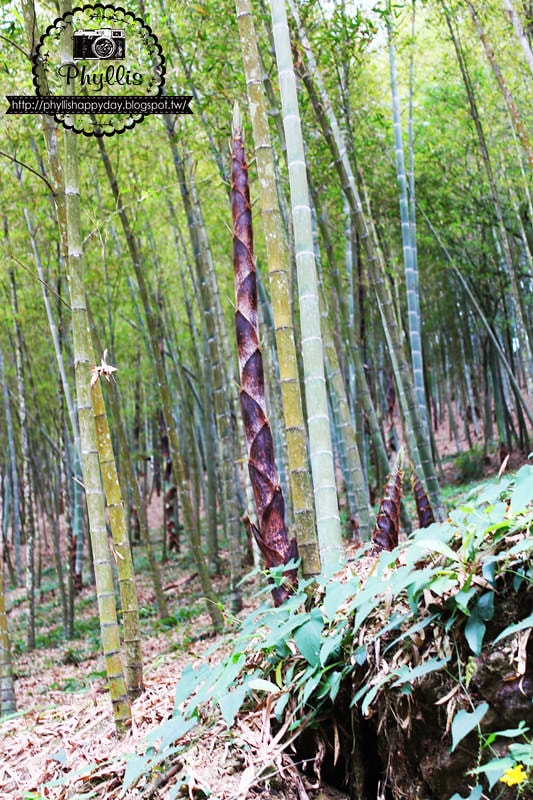 【銀杏森林】南投景點｜大崙山茶園｜武岫農圃｜大崙山觀景臺｜迷路為了看美麗的茶園｜怎麼拍都很美｜鹿谷免費景點