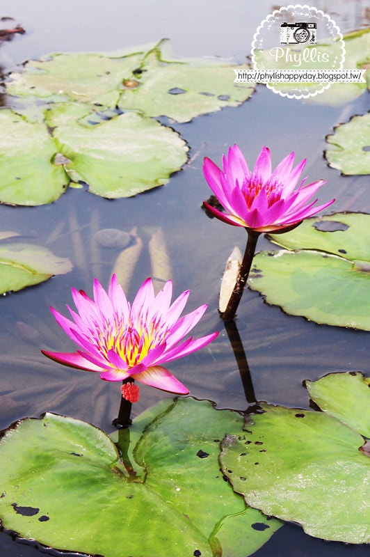 【青青湖畔親水花園(景觀餐廳)】新社景觀餐廳｜台中後花園｜台中景觀餐廳｜新社景點