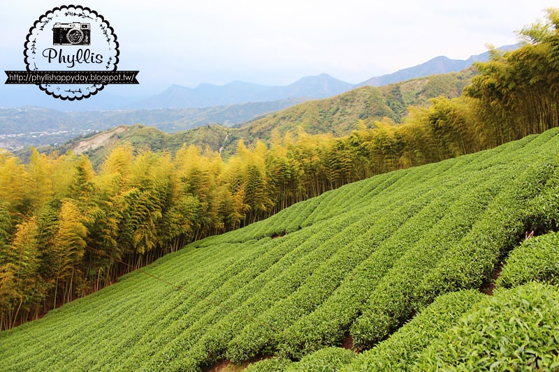 【銀杏森林】南投景點｜大崙山茶園｜武岫農圃｜大崙山觀景臺｜迷路為了看美麗的茶園｜怎麼拍都很美｜鹿谷免費景點