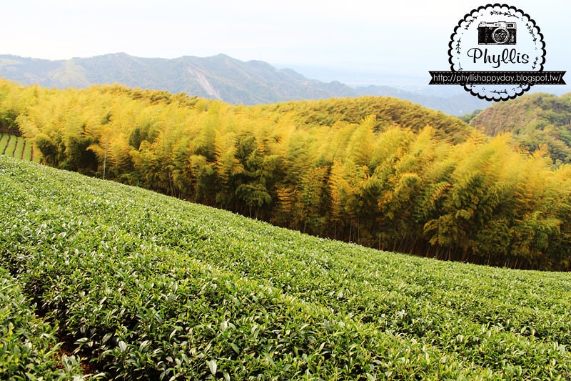 【銀杏森林】南投景點｜大崙山茶園｜武岫農圃｜大崙山觀景臺｜迷路為了看美麗的茶園｜怎麼拍都很美｜鹿谷免費景點