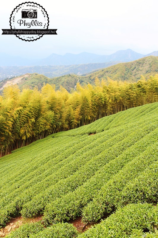 【銀杏森林】南投景點｜大崙山茶園｜武岫農圃｜大崙山觀景臺｜迷路為了看美麗的茶園｜怎麼拍都很美｜鹿谷免費景點