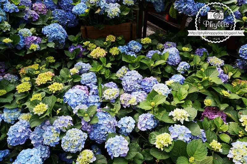 【薰衣草森林新竹尖石店】經典下午茶｜看山看花賞雲海｜與最愛渡過浪漫的悠閒時光｜新竹景點｜新竹約會餐廳｜新竹咖啡廳