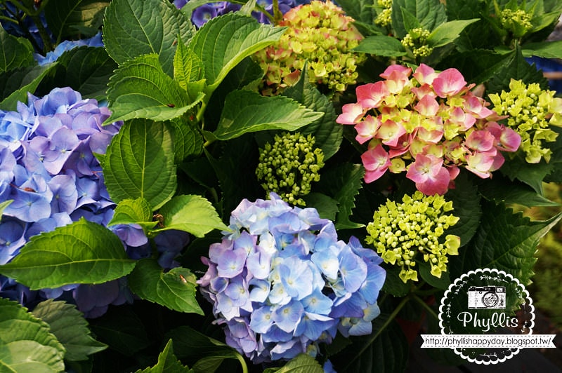 【薰衣草森林新竹尖石店】經典下午茶｜看山看花賞雲海｜與最愛渡過浪漫的悠閒時光｜新竹景點｜新竹約會餐廳｜新竹咖啡廳