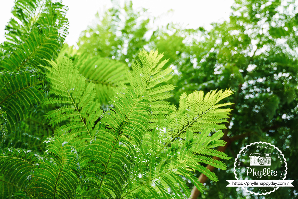 【景美山林茶園&山月茶屋】桃園復興放空系景觀咖啡廳,茶園山景、白色茶屋一次收進眼底 - 第35張圖 桃園復興區景美山林茶園窗外遼闊山景與療癒山林風景