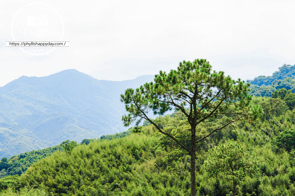 【景美山林茶園&山月茶屋】桃園復興放空系景觀咖啡廳,茶園山景、白色茶屋一次收進眼底 - 第9張圖 桃園復興山區無死角壯闊山景與景美山林茶園景觀